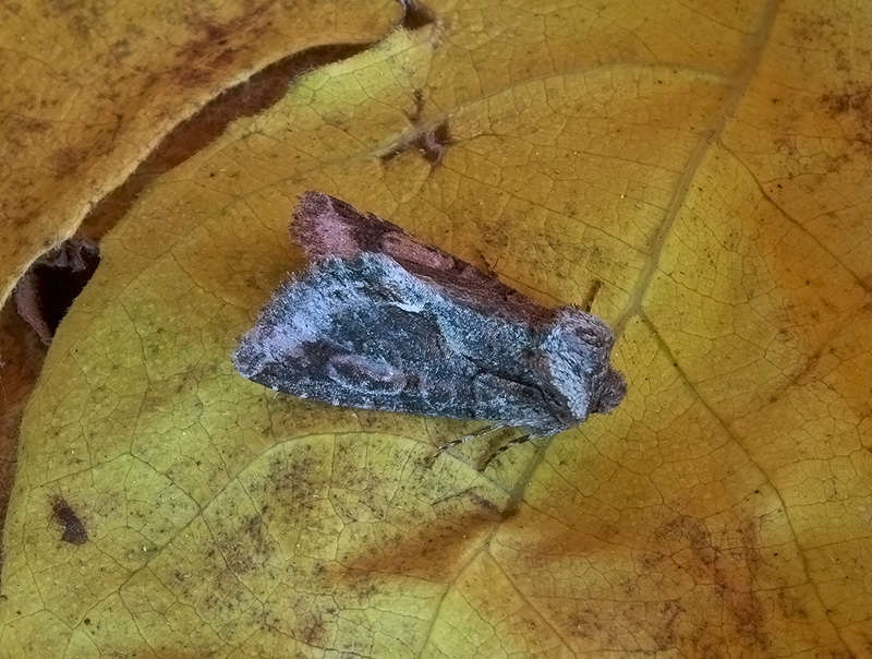 Allophyes oxyacanthae Noctuidae